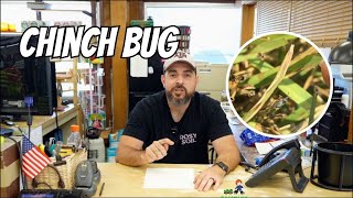 Chinch Bug