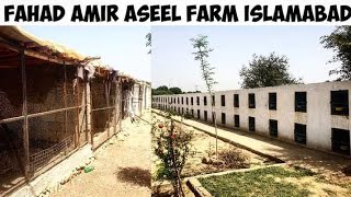 Biggest Aseel Farm in Islamabad | Full Overview of Asil Setup | Top Quality Birds
