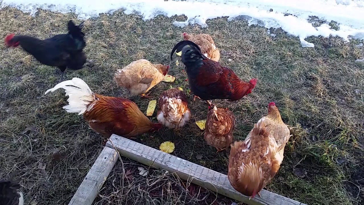 Chickens and kitchen scraps feb-14-2017 - YouTube