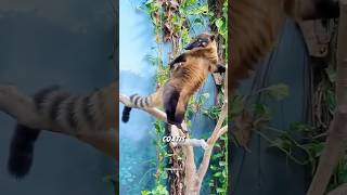 Did You Know Coatis Are Basically Raccoons on Steroids? 🦝🔥 Smartest Jungle Mammal #SHORTS #WILDLIFE