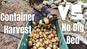Potato Harvest Containers vs No Dig Bed