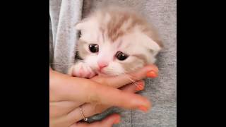 funny baby cat video - cute cat video by Animal Story 233 views 4 years ago 3 minutes