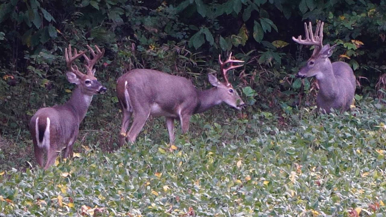Early Season Bucks Are Here! YouTube