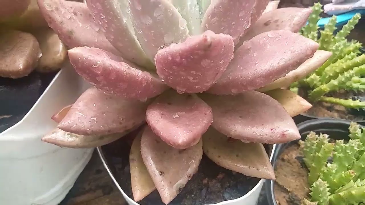 Como rego as minhas suculentas + uma palavra d reflexão.