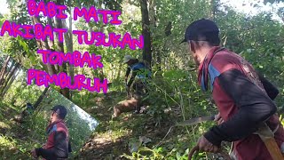 BABI HUTAN MATI AKIBAT TERTUSUK TOMBAK PEMBURU || BENDUNG PASELLORENG