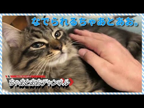 【家に来て57日目】ちゃあとあおをひたすらなでます！（追記。入力忘れてた。。。(°▽°)）
