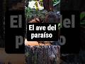 El ave del paraíso. #sabiasque #parqueambiental #faunasalvaje