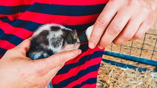 We're not sure she's gonna make it. (trying to save the littlest piglet)