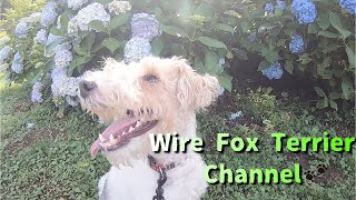 I want you to take a walk with your wire fox terrier and feel happy by Wire Fox Terrier-CHANNEL 277 views 2 years ago 4 minutes, 48 seconds