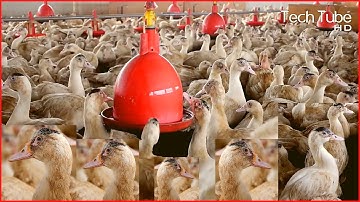 Incredible Modern Duck Farming Technology | Duck Meat Processing
