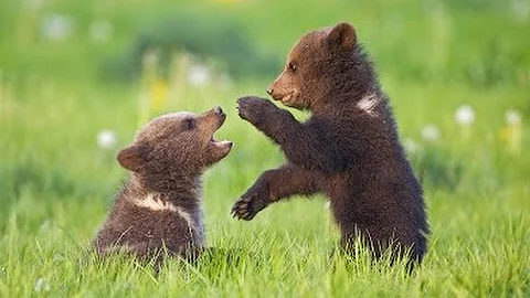 ZIRKUS - Willst du HINTER die KULISSEN der MANEGE schauen ?