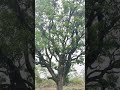 My Farm