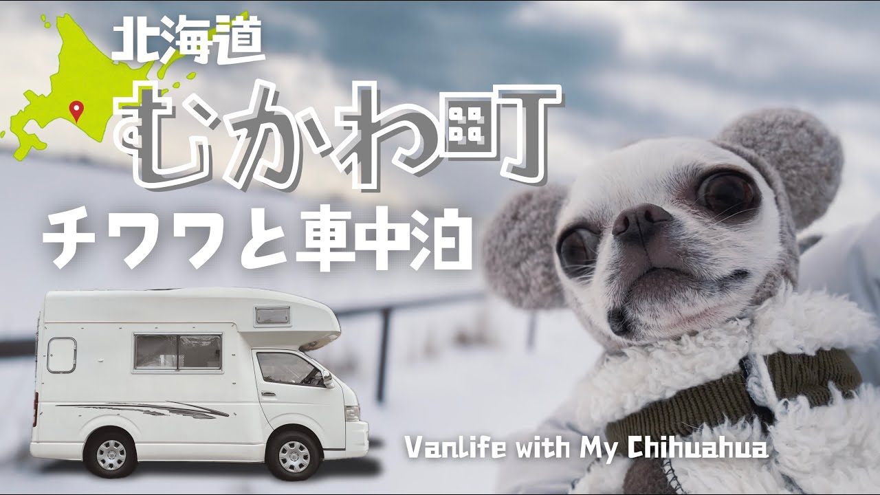 【チワワと雪国で車中泊】計画通りには行かない／むかわ町／ししゃも／海鮮アヒージョ／雪原でチワワだっこ