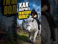 Как приручить Белого волка? Патч 1.07.00 #кримсондезерт #crimsondesert