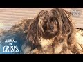 For 4 Years, Matted Dog Waits For His Dead Owner To Come Back | Animal in Crisis EP276