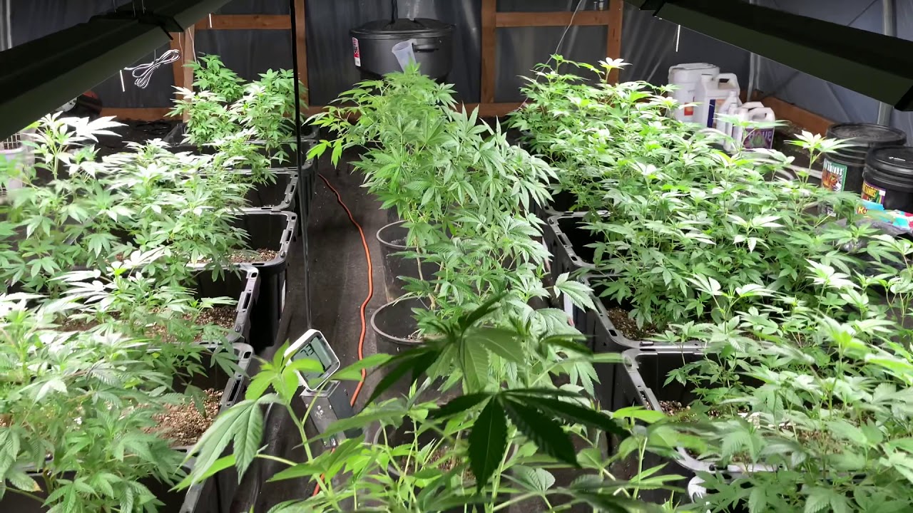 Beautiful cannabis plants