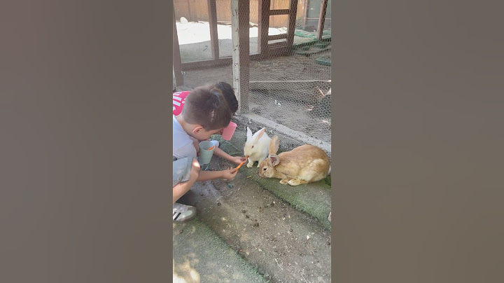 Страхотно място където можете да храните животни 🥰❤️🎈 #зайче #пони #варна #зоопарк