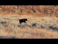 Baby Buffalo Running