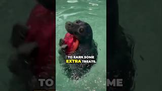 Rescued Seal Lost At Sea