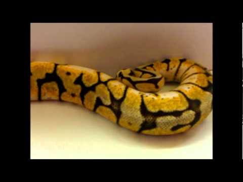 beetlejuice My 09 Female Bumble Bee (Pastel/Spider)