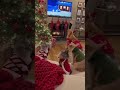 🎄 Christmas D-30, Carol Choir's 1st Rehearsal 🎶 #Christmas #christmascarols #Dog #Cat #Animals