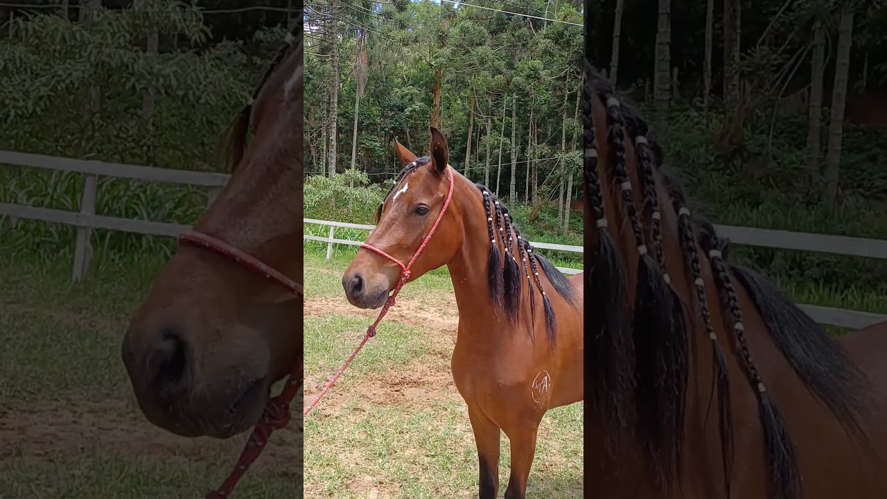 ÊEEEE CAVALO BONITO! MANGALARGA MARCHADOR REGISTRADO E PREMIADO EM PISTAS! À VENDA