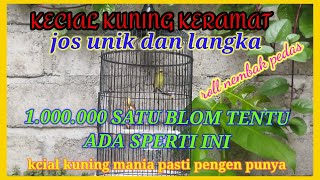 kecial kuning jos suara unik dan langka // roll tembak Ak47