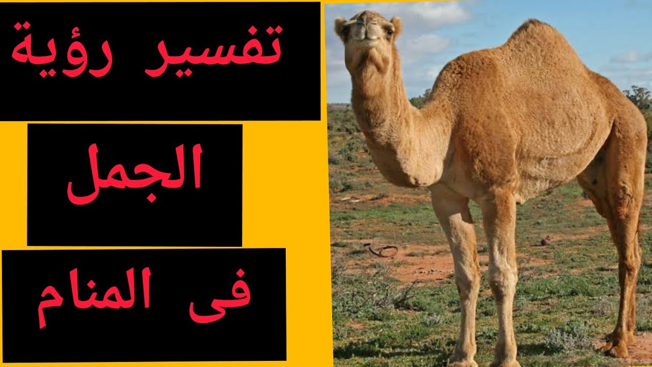 تفسير رؤية الجمل في المنام للمتزوجة