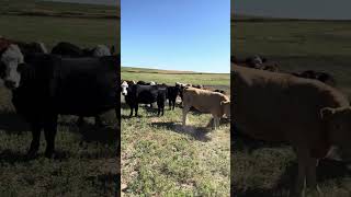 Checking on the replacement heifers!
