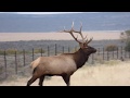 Big elk face plants