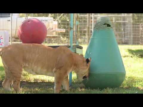 Funny White Tiger & Silly Liger - Labor Day Enrichment
