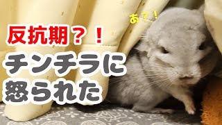 反抗期？！乗り気じゃないチンチラを構い続けたら怒られたww Angry chinchilla