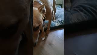 Max Having A Chew. #dog #puppy #funnypuppy #puppyvideos #viral #puppyface #cutepup #puppy #cutepuppy