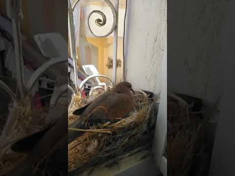 يمامة تبيض وتفقس في الشباك