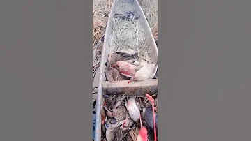 صيد الهربان في هور العضيم 