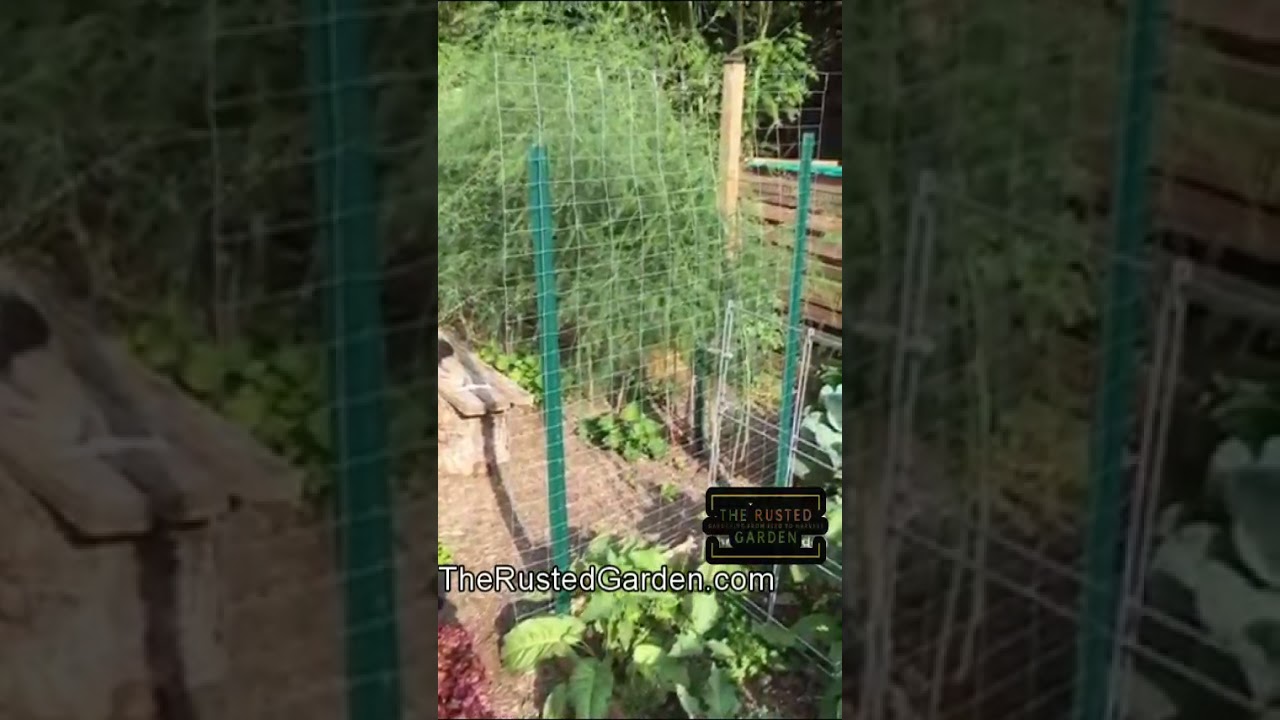 6 Trellis Designs You Can Use In Your Vegetable Garden: 60 Seconds or Sow Garden Videos #shorts