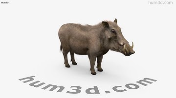 Warthog 3D model by 3DModels.org