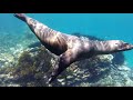 Galapagos Snorkeling 2018