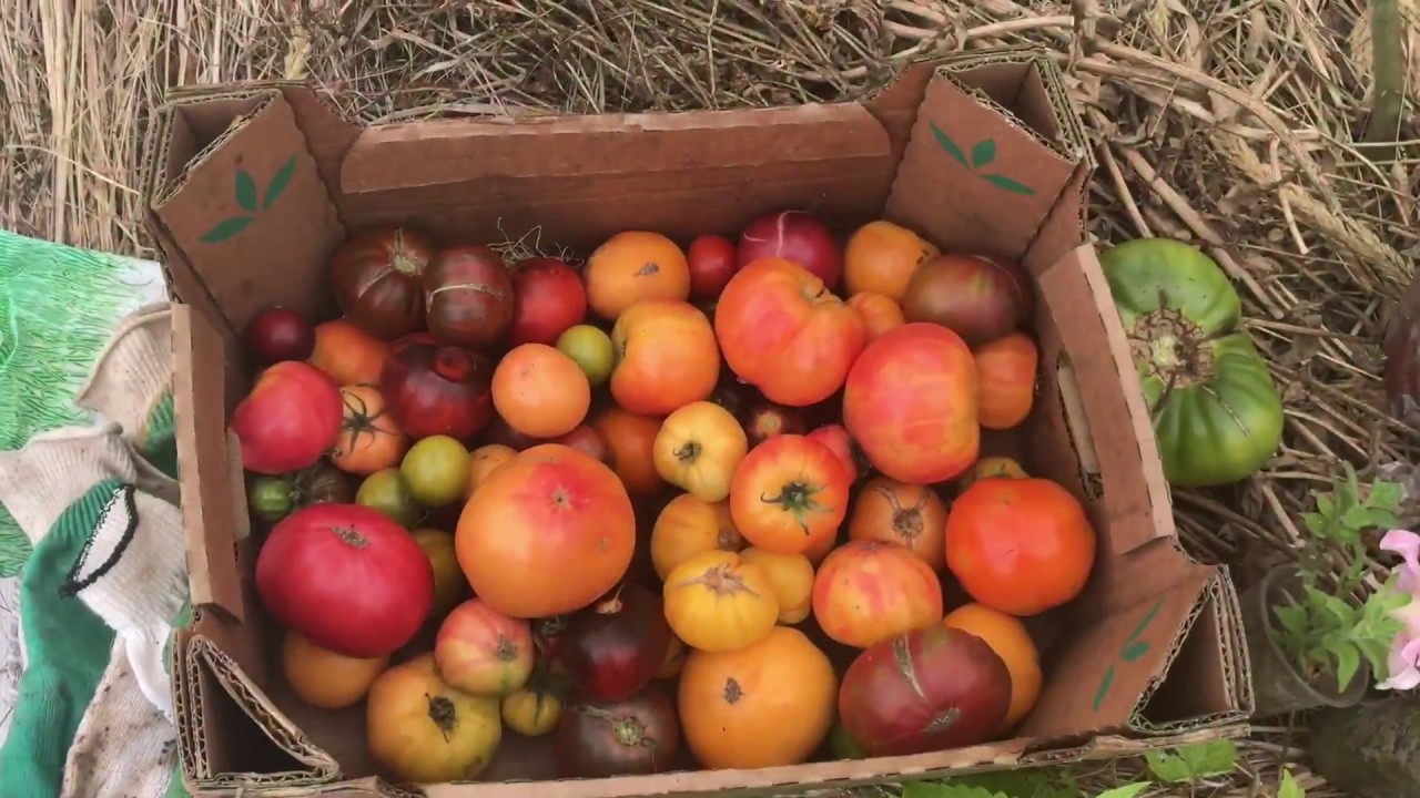 13 сентября томаты в теплице без фитофторы ( не было ни одной обработки химическими и биологическими