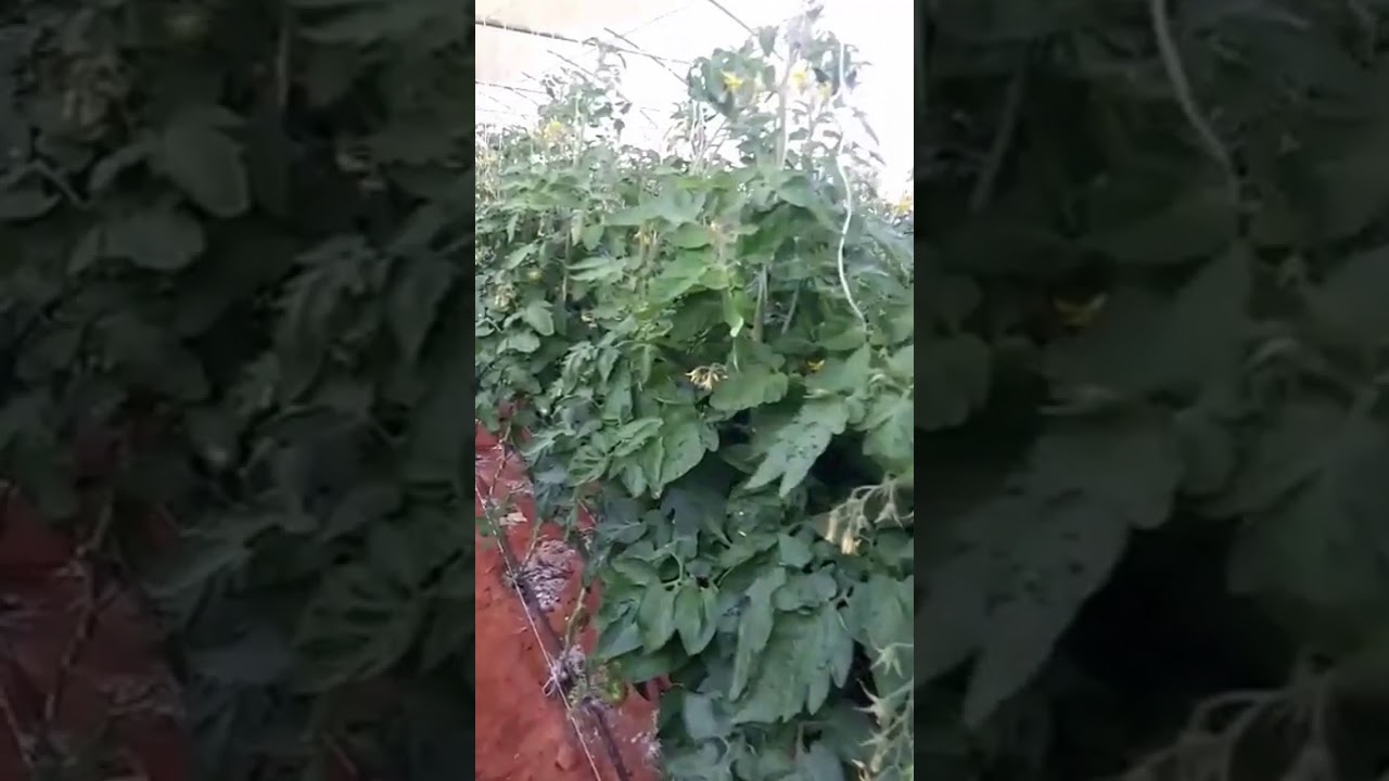 برنامج التسميد بصفة عامة .. ثمار تيماء الزراعية