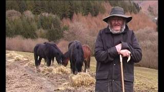 Welsh mountain ponies  Two Men & Their Ponies  First Light