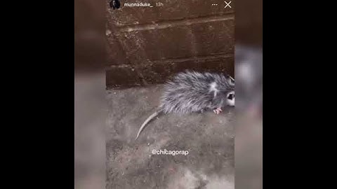 King Von Homie Munna Duke Found A Possum in O Block 😭 #youtubeshorts #oblock #viralshort #shorts