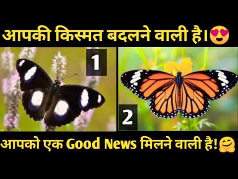 वीडियो: एक काले रंग की स्वेलोटेल तितली किसका प्रतीक है?