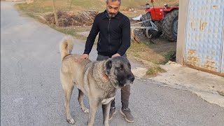 Tuncelideki Dağ Aslaninin Oğlunu Yerinde Görmeye Gittim