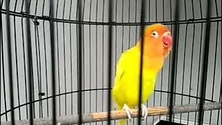 6 menit tanpa henti Lovebird ngekek panjang super