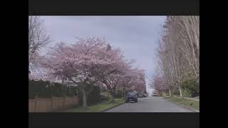 Driving in Dunbar when Sakura blossom