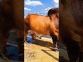 Five American brahman bulls at YZ Santi Farm