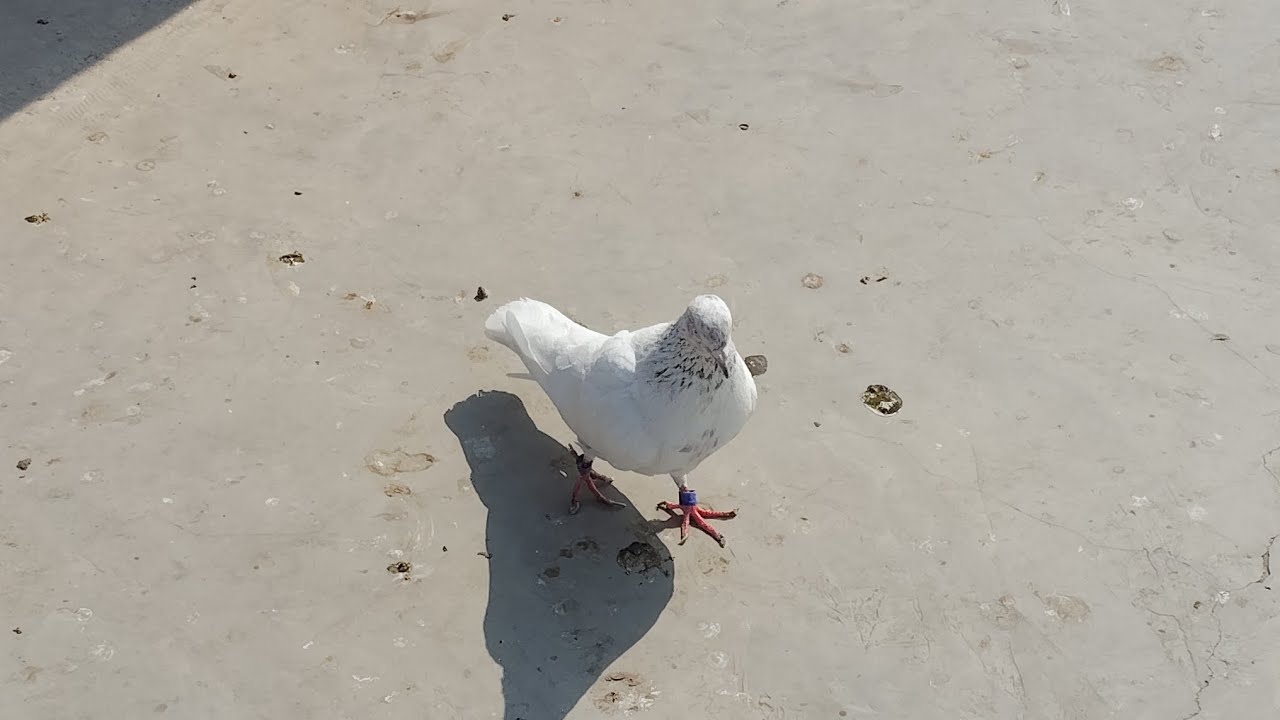 To Bhai dekhiae Ek Naya kabutar pakde Hain pura block Mein dekhiae Kaise pakad rahe hain🤣🥰