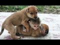 Cute puppy 2021 || Two puppies and baby monkey moments