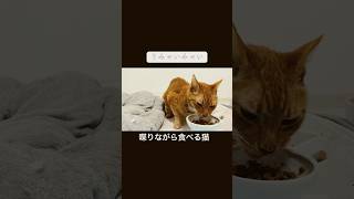 うみゃいと喋りながら食べる猫 #cat  #猫  #ねこ  #animal #cute #猫のいる暮らし #shorts
